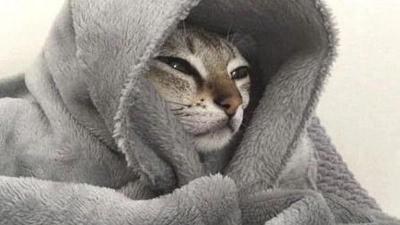 Đẹp và hài theo phong cách cute ảnh chế meme mèo bựa