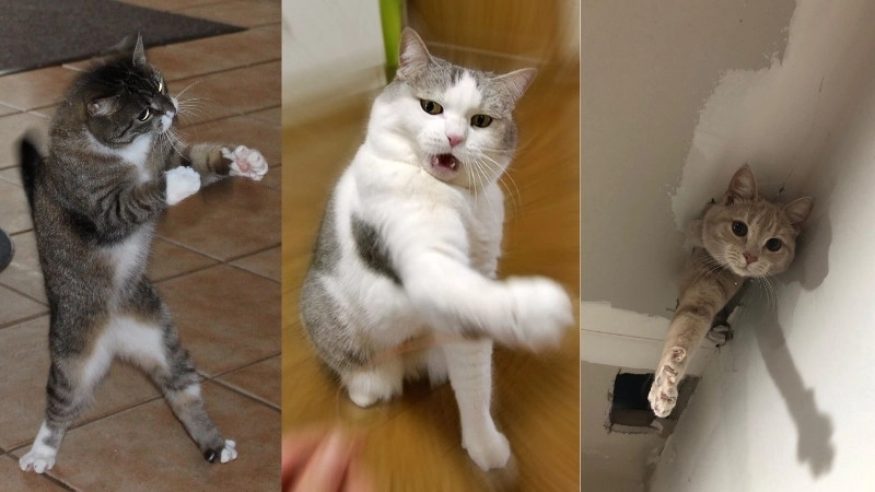  Tuyển chọn ảnh chế meme mèo bựa siêu lầy lội, bá đạo 
