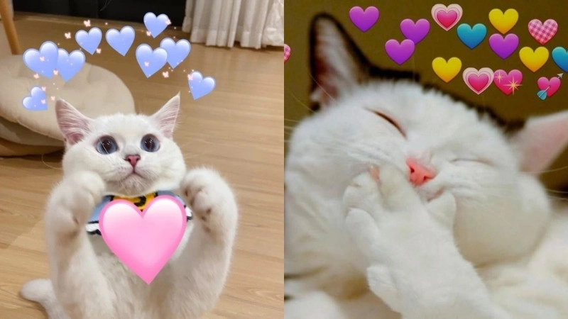 Mèo ngáo level max trong mèo bựa meme mèo bựa