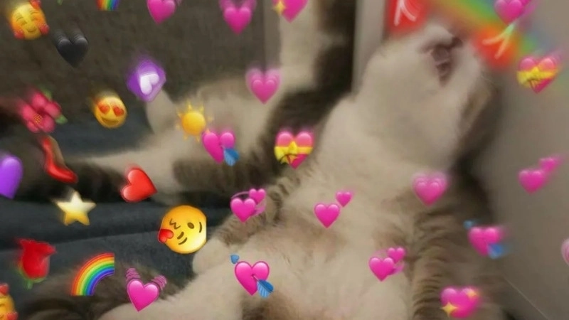 Biểu cảm khó đỡ từ avatar há mồm ảnh chế meme mèo bựa