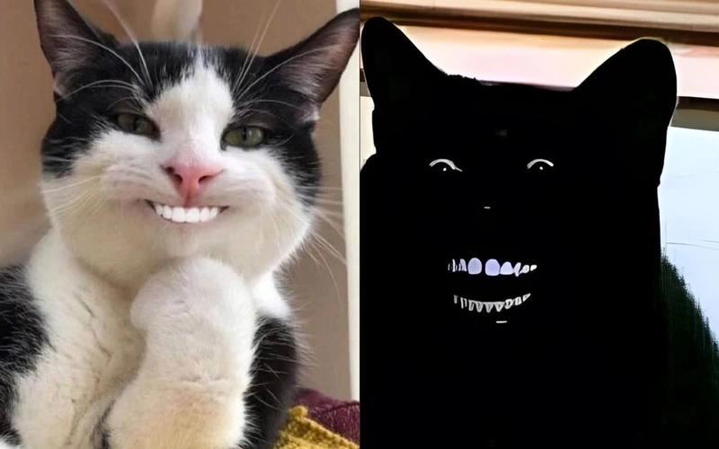 Meme vừa dễ thương vừa độc lạ meme mèo bựa cute