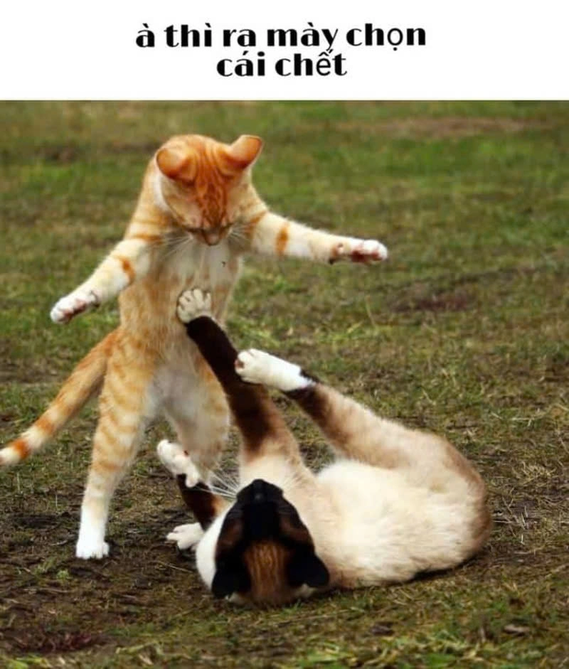 Boss cười mà như cà khịa thẳng mặt mèo cười bựa