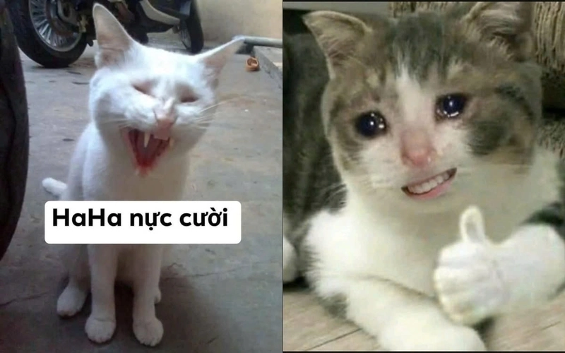  Cười xỉu với ảnh chế meme mèo bựa cực lầy cực độc đáo 