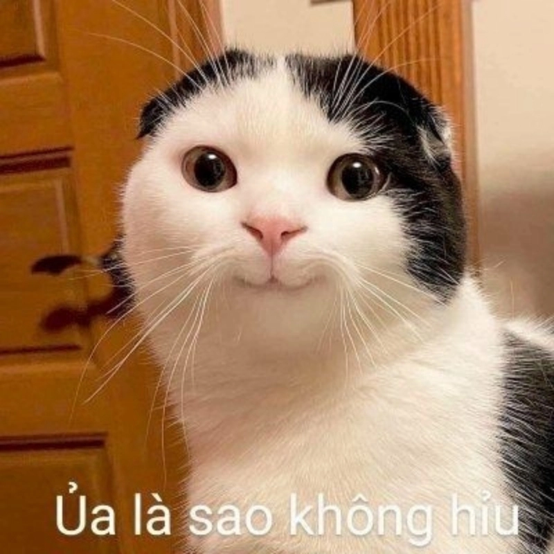 Tình yêu mèo không thể bỏ qua ảnh chế meme mèo cute lầy