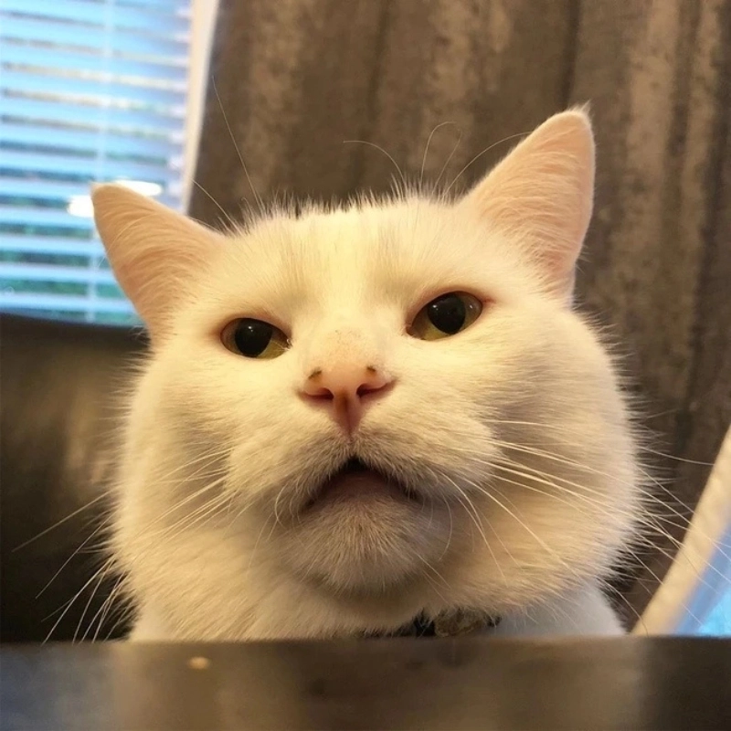 Không thể rời mắt với ảnh chế meme mèo bựa hot rần rần