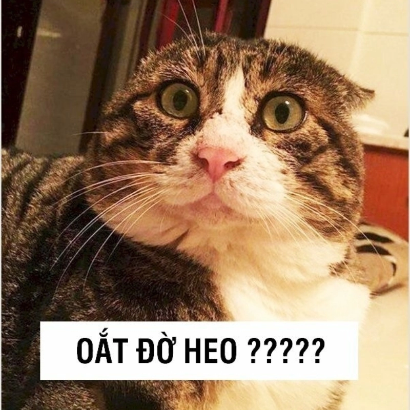 Gục ngã với ảnh mèo meme hài hước dễ thương level max