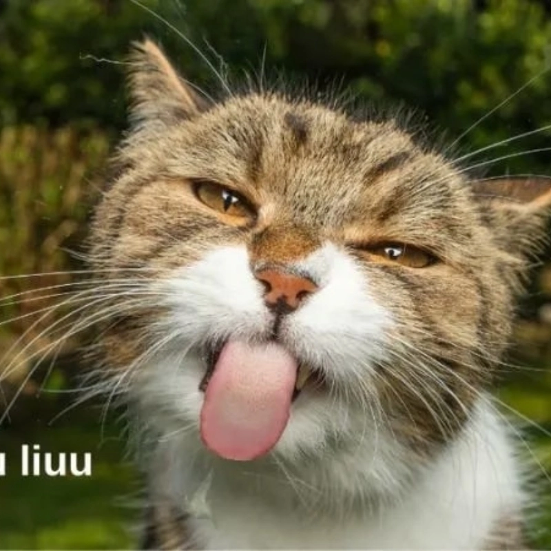 Bộ sưu tập hài hước ảnh chế meme mèo bựa cực chất