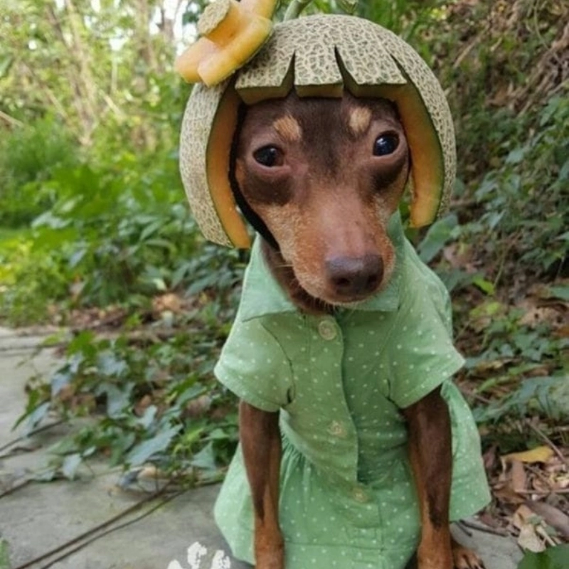 Trọn bộ các ảnh meme hài hước được chia sẻ nhiều nhất