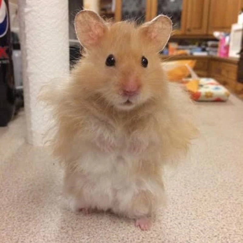 Những khoảnh khắc trong ảnh meme hài hước người ai cũng từng trải