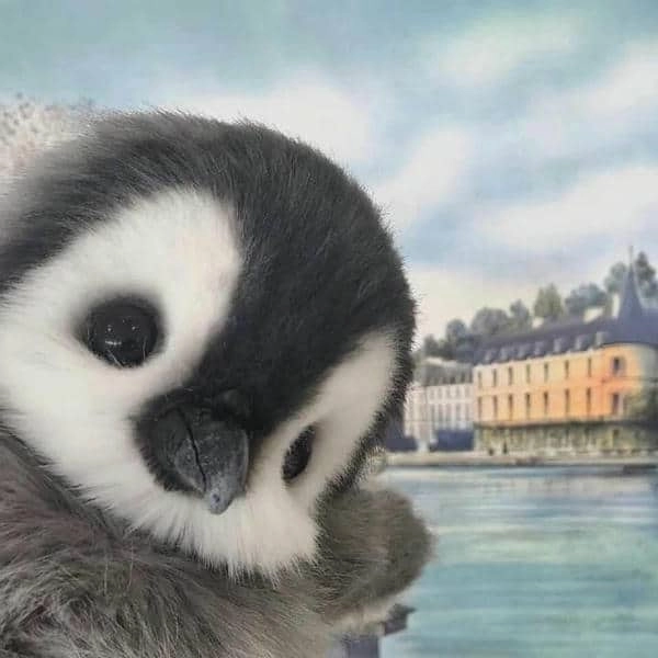 Chiêm ngưỡng hình cánh cụt siêu đáng yêu