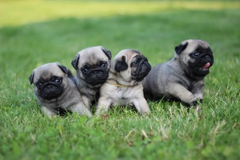 Cập nhật liền avatar chó mèo cute hot nhất