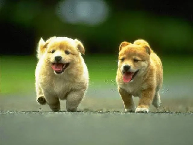 Khám phá ava mèo cute siêu hot