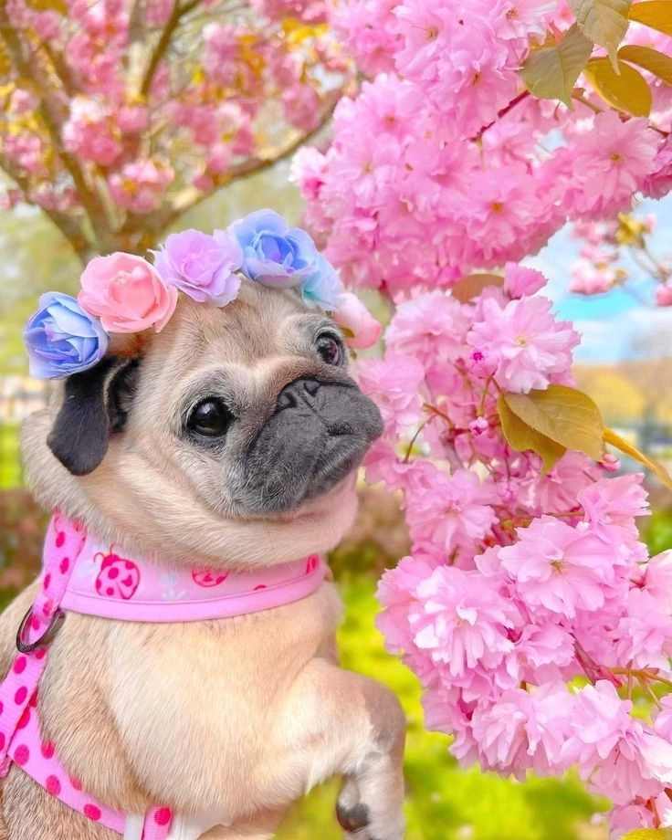 Khám phá ảnh chó hài hước siêu bá đạo