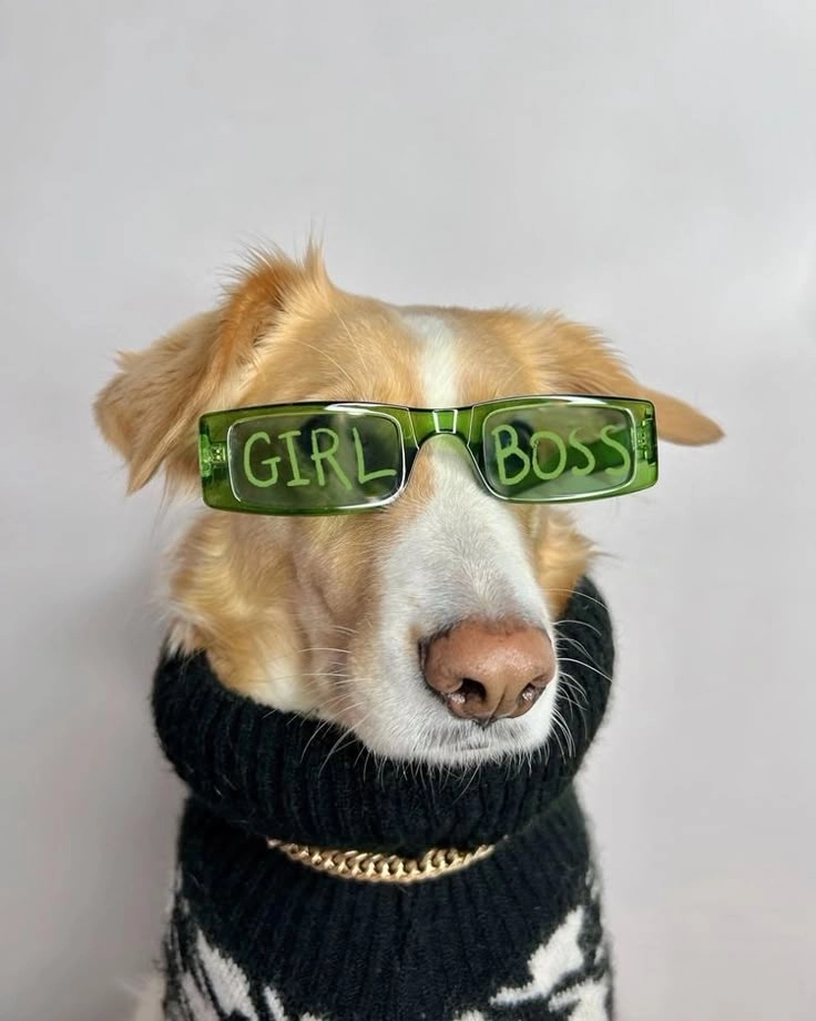 Tổng hợp ảnh con chó hài hước vui nhộn nhất