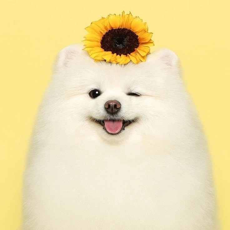 Tổng hợp ảnh hài hước về chó vui nhộn