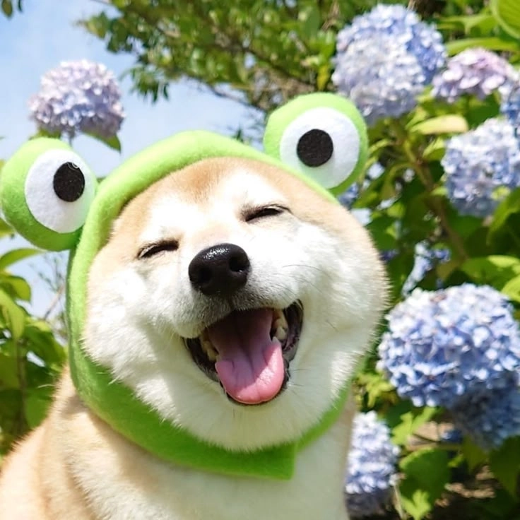 Chiêm ngưỡng ảnh tấu hài chó lầy lội