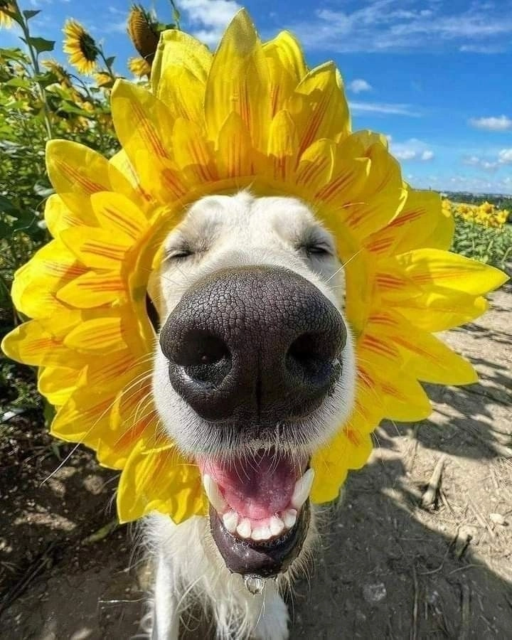 Cười xỉu với ảnh chó cười hài dễ thương