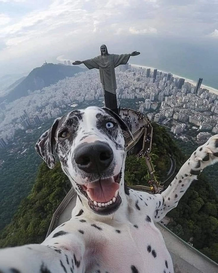 Ngắm nhìn ảnh chó hài cute cực cưng