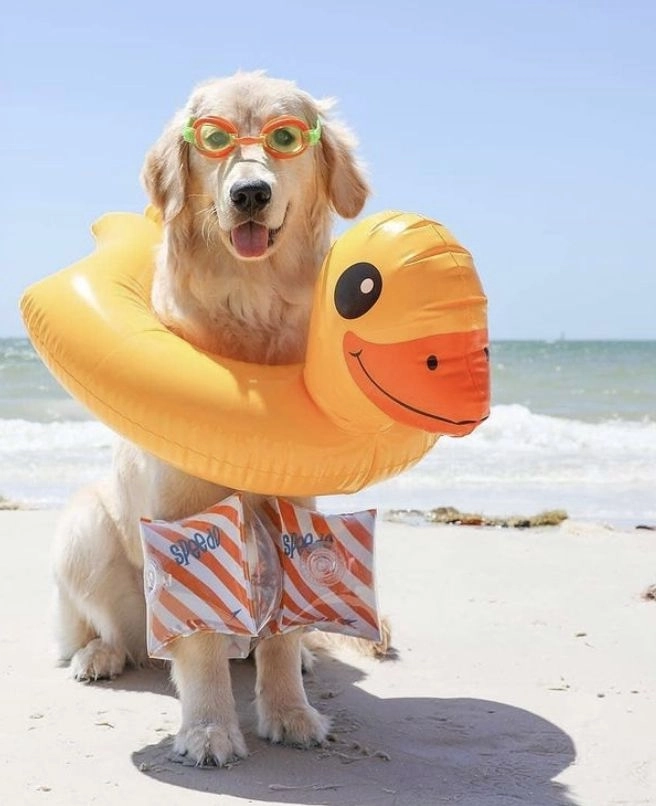 Đắm chìm trong chó cute hài đáng yêu