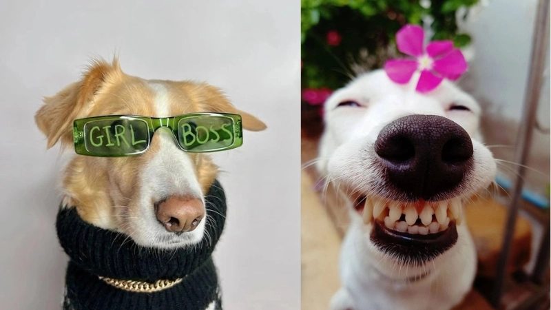  Ảnh avatar chó hài hước giúp bạn nổi bật trên mạng xã hội 