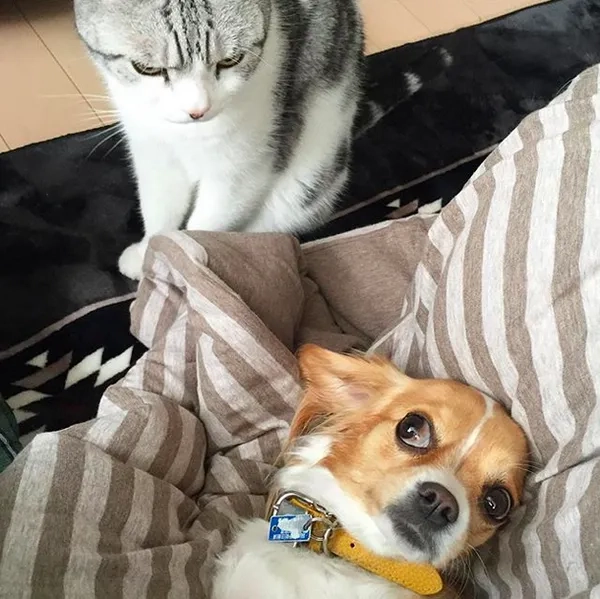 Khám phá avatar hình con mèo cực xinh