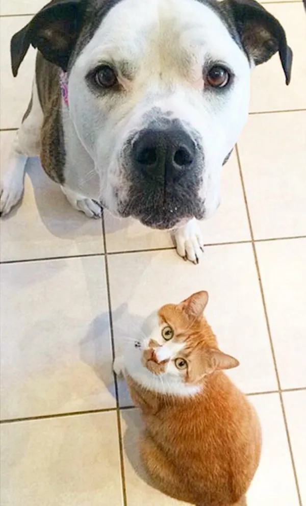 Tìm ngay avatar hình mèo đẹp và chất