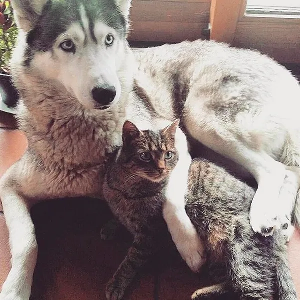 Sở hữu ngay avatar mèo dễ thương siêu hot