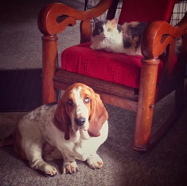 Tải liền tay avatar chó cute dễ thương