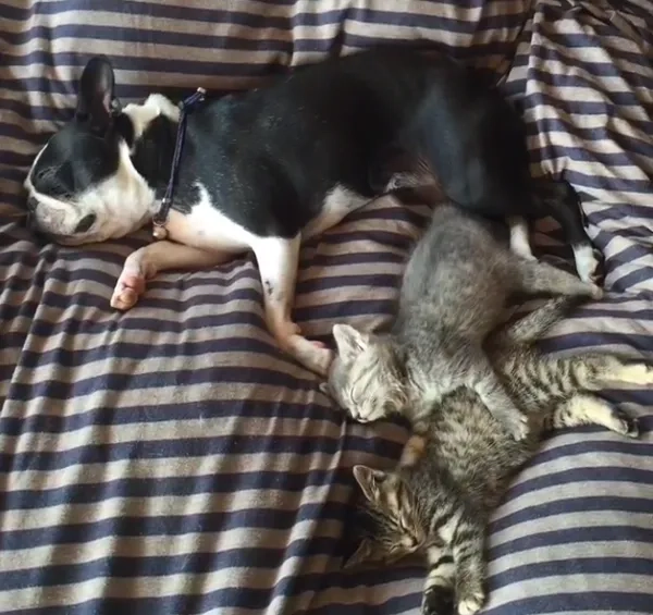 Cập nhật avatar chó hài siêu ngộ nghĩnh