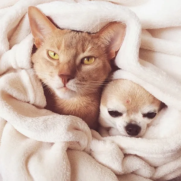 Chiêm ngưỡng avatar chó ngáo cực hài