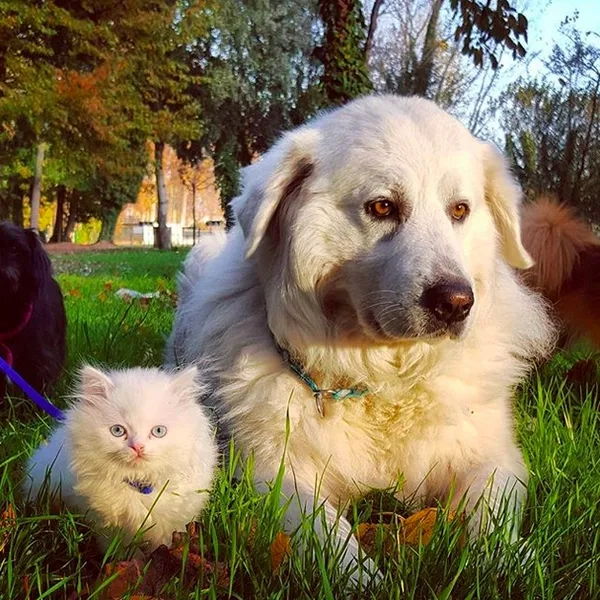 Tìm kiếm avatar chó shiba cute nhất