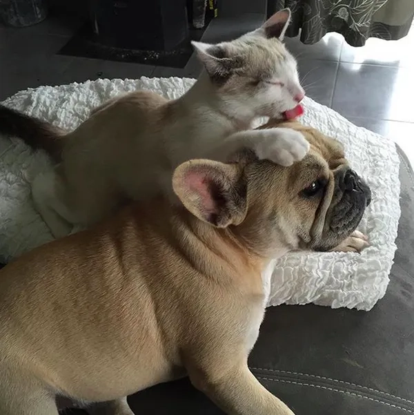 Tải ngay avatar con chó siêu dễ thương