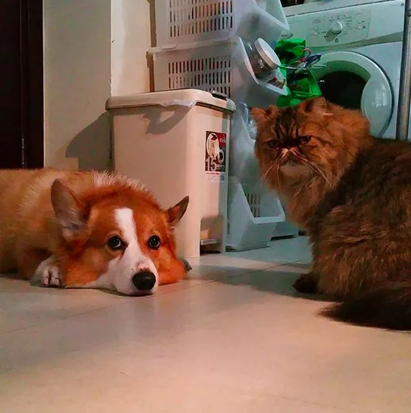 Khám phá avatar con chó cute cực hot