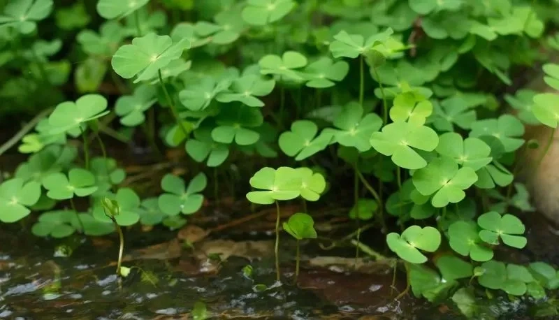 Khám phá avatar sadboiz đen trắng cực chất