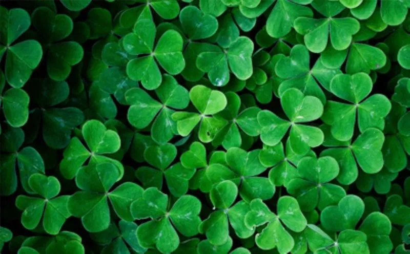 Tìm hình nền may mắn tài lộc mệnh kim hút tài