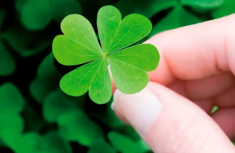 Trải nghiệm hình nền may mắn tài lộc mệnh mộc ý nghĩa