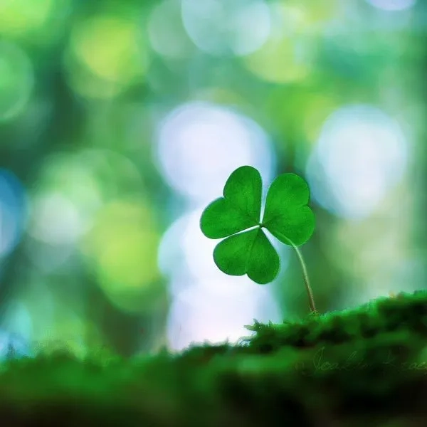 Chọn hình nền may mắn tài lộc mệnh thổ phát lộc