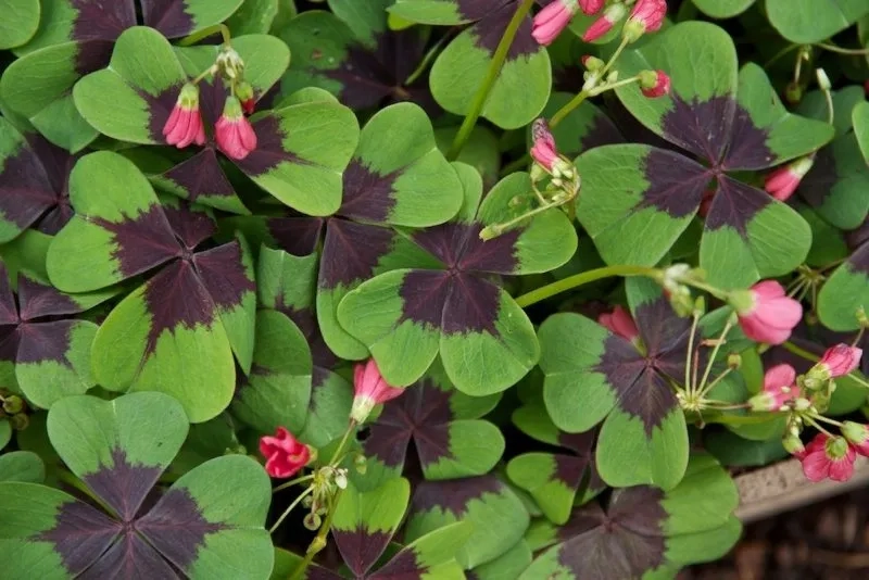 Tải ngay ảnh nền may mắn tài lộc thu hút tài