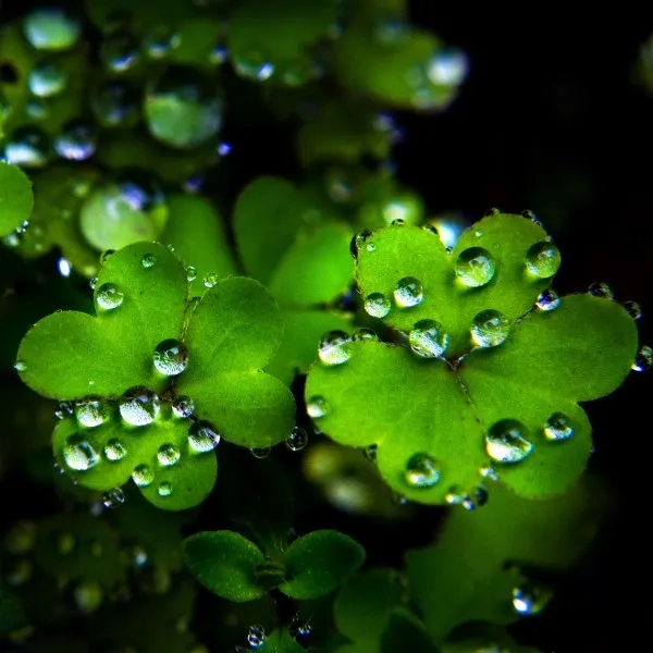 Chia sẻ ảnh nền cỏ 4 lá mang lại may