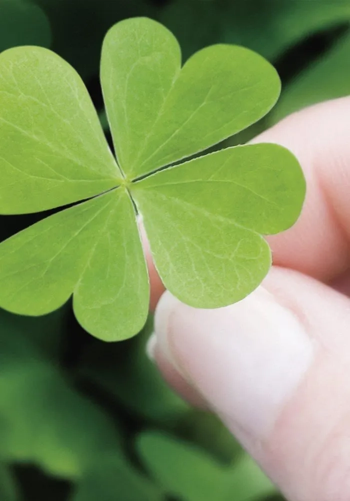 Khám phá avatar may mắn trong thi cử ý nghĩa