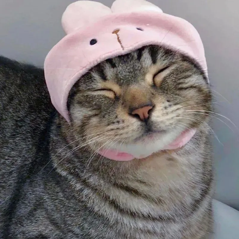 Chọn ngay dễ thương avatar cute mèo cực hot