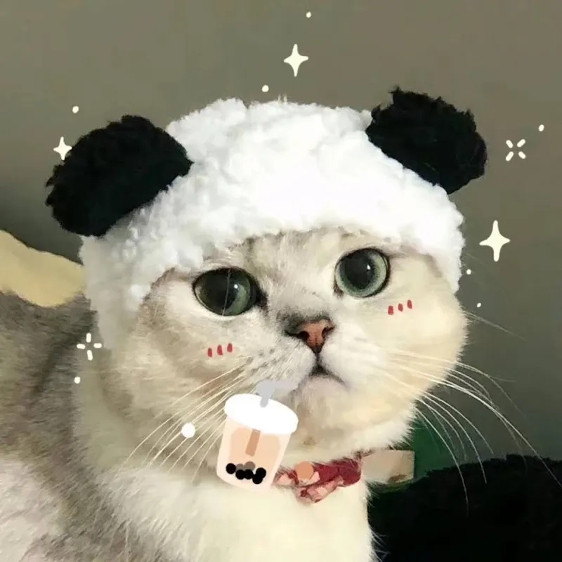 Khám phá avatar ngộ nghĩnh ảnh mèo cute dễ thương