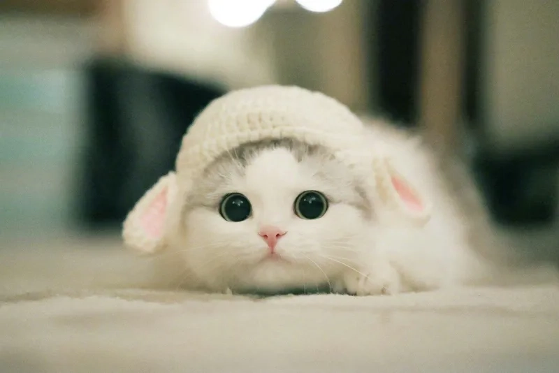 Chọn ngay avatar ảnh mèo cute cho zalo