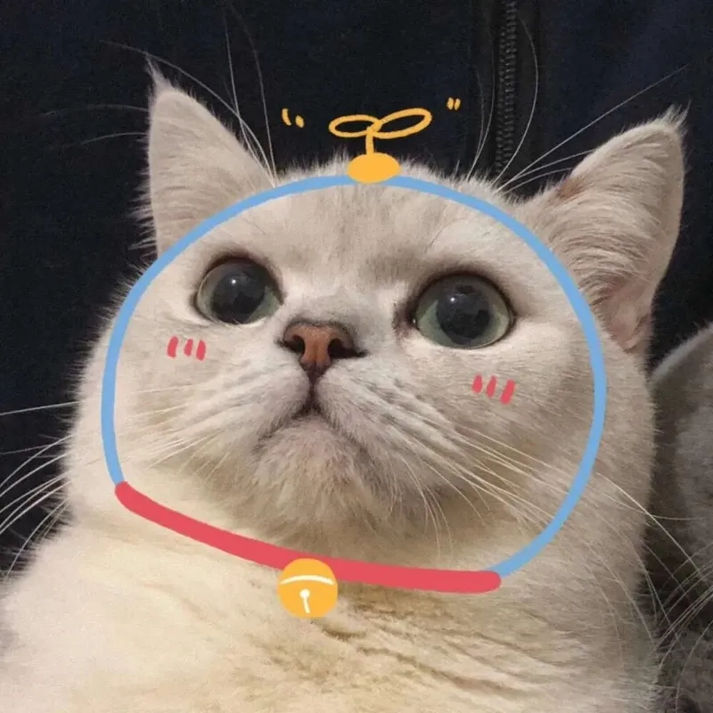 Gây chú ý với avatar mèo đáng yêu nhất
