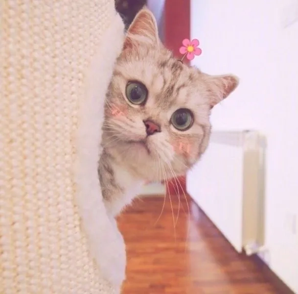 Bộ sưu tập avatar mèo cute ngầu độc đáo