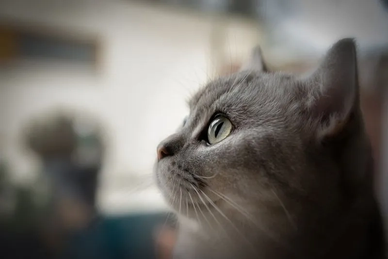 Sở hữu avatar đẹp mèo cực xịn