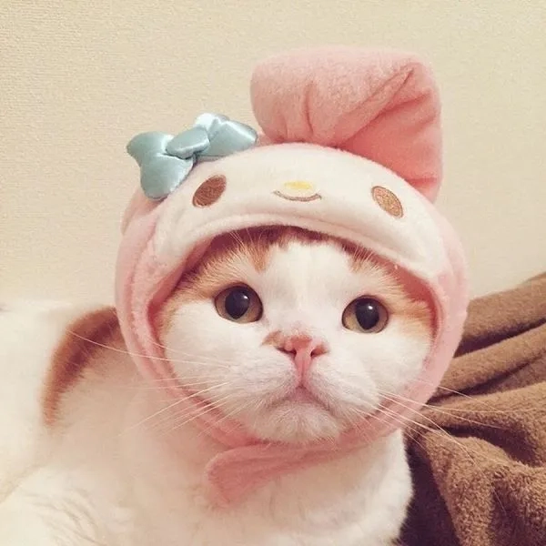 Săn ngay hình avatar mèo ngầu cực chất