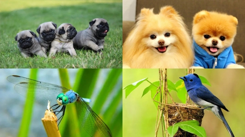  Tải ngay bộ sưu tập ảnh avatar động vật dễ thương nhất 