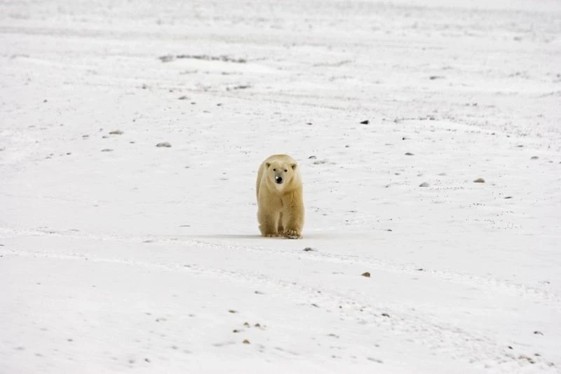Ngắm ngay ảnh con gấu trắng siêu yêu