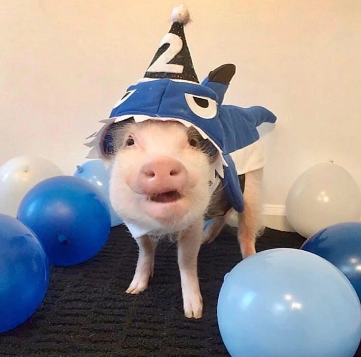 Tuyển chọn avatar hài avatar vô tri hài hước cute